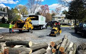 Best Tree Removal  in Riverside, MO