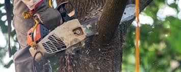 How Our Tree Care Process Works  in  Riverside, MO