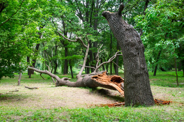 Best Hazardous Tree Removal  in Riverside, MO