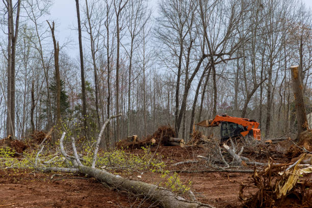 Best Fruit Tree Pruning  in Riverside, MO