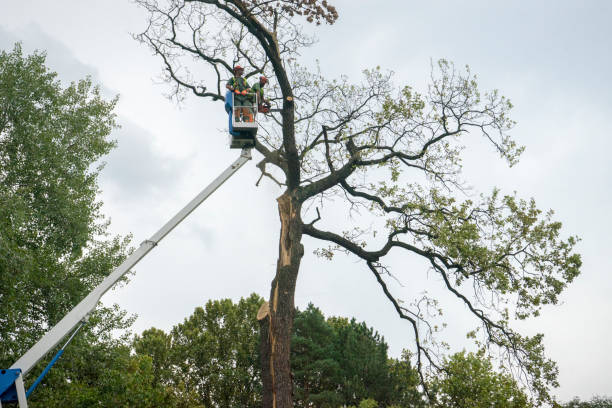 Professional Tree Removal Services in Riverside, MO