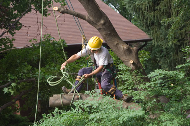 Best Arborist Consultation Services  in Riverside, MO