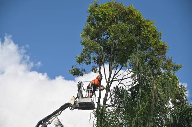 Best Tree Risk Assessment  in Riverside, MO