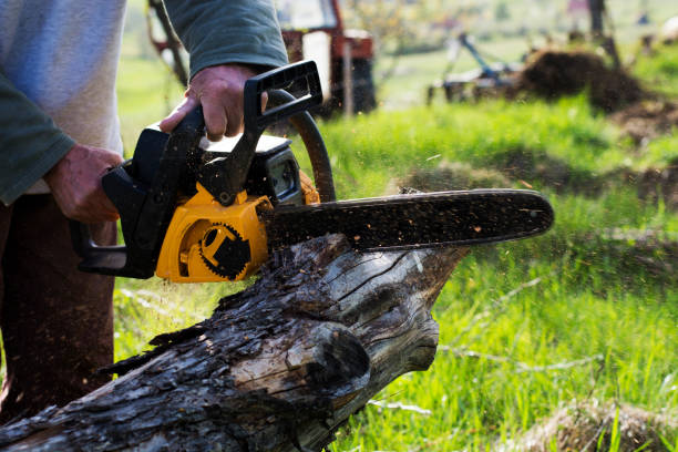 Best Storm Damage Tree Cleanup  in Riverside, MO